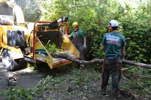 tree services Tidmore Bend